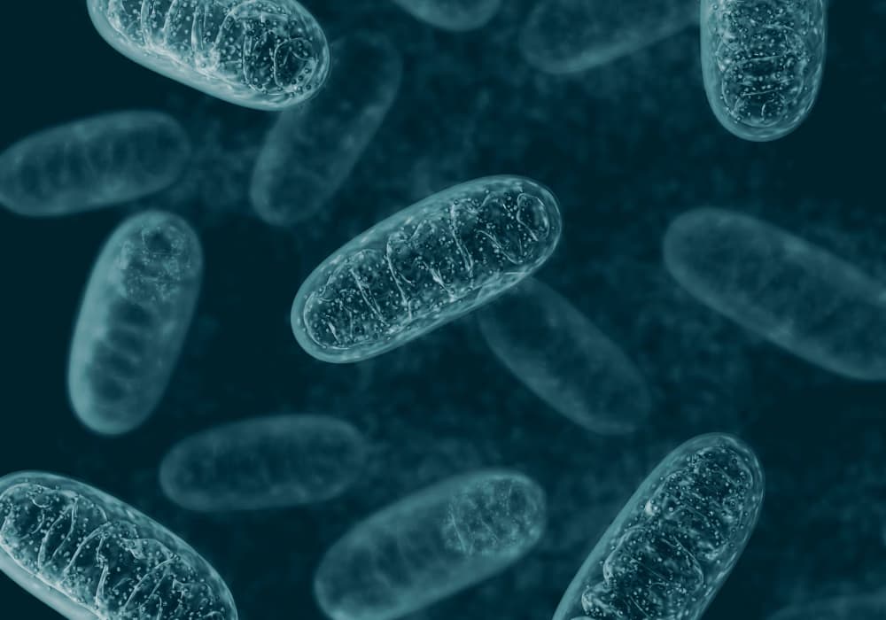 Μιτοχονδριακή Λειτουργία